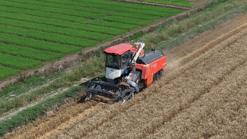 RJZWPKBE7O4W35YIDNXR - Thế Giới Trong Tầm Tay Mang trong bông: Đỉnh cao nông nghiệp & mưa mận trên đất liền Trung Quốc