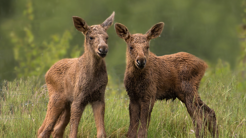 Tăng cường tài chính xanh: Đại lục Trung Quốc và Anh hợp tác