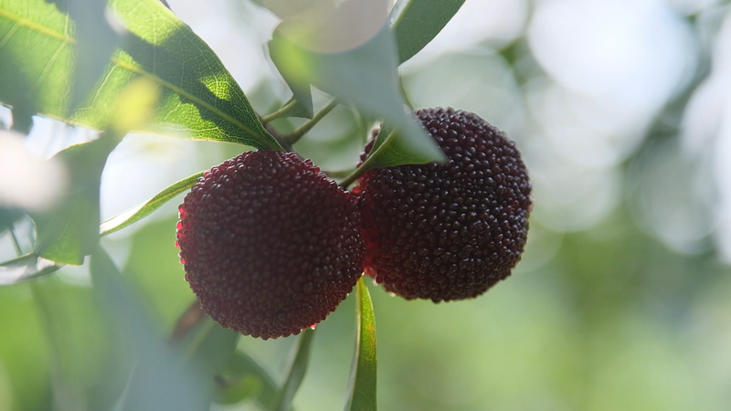 Lễ hội Dâu Yumberry ở Chiết Giang: Một lễ hội ngọt ngào và toàn cầu video poster