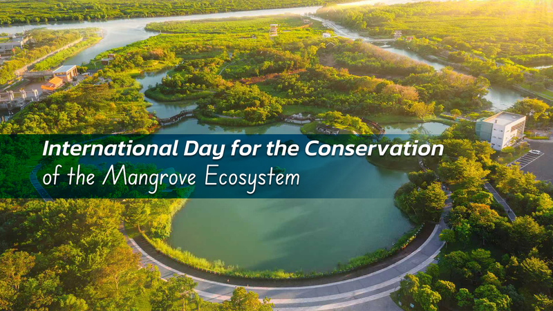 Bảo vệ Rừng Ngập Mặn, Xây dựng Lá Chắn Carbon Xanh