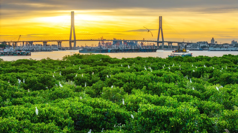 Mở rộng táo bạo rừng ngập mặn của Hải Nam vào năm 2025 Mở rộng táo bạo rừng ngập mặn của Hải Nam vào năm 2025