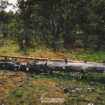 93FS96TTRR2GPSFEXTID - Thế Giới Trong Tầm Tay Hè tại Nyingchi: Trâu Yak, Hoa Dại & Truyền Thống Vượt Thời Gian