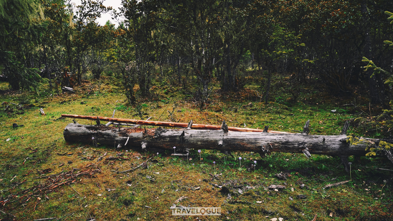 93FS96TTRR2GPSFEXTID - Thế Giới Trong Tầm Tay Hè tại Nyingchi: Trâu Yak, Hoa Dại & Truyền Thống Vượt Thời Gian