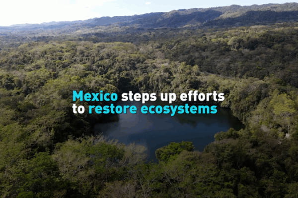 Mexico Tăng Cường Nỗ Lực Phục Hồi Sinh Thái video poster