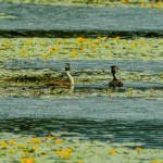 BQAVT5XNIA3GB1U2OL9E - Thế Giới Trong Tầm Tay Trung Quốc Lập Kỷ Lục Toàn Cầu với 22 Thành Phố Đầm Lầy Được Công Nhận