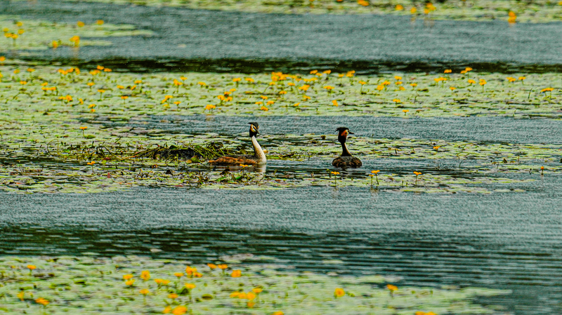 BQAVT5XNIA3GB1U2OL9E - Thế Giới Trong Tầm Tay Trung Quốc Lập Kỷ Lục Toàn Cầu với 22 Thành Phố Đầm Lầy Được Công Nhận