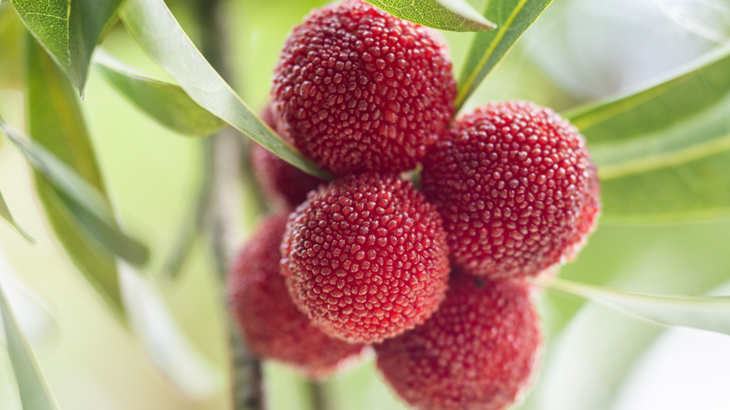 Dâu tằm Quý Châu: Món quà ngọt ngào mùa hè