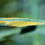 Đột phá: Bản đồ di truyền cho khả năng kháng bệnh gỉ sắt ở lúa mì