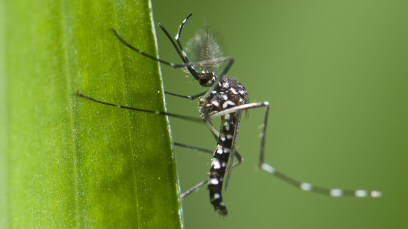 Bùng Phát Sốt Chikungunya ở Phật Sơn: Cách Để An Toàn Bùng Phát Sốt Chikungunya ở Phật Sơn: Cách Để An Toàn
