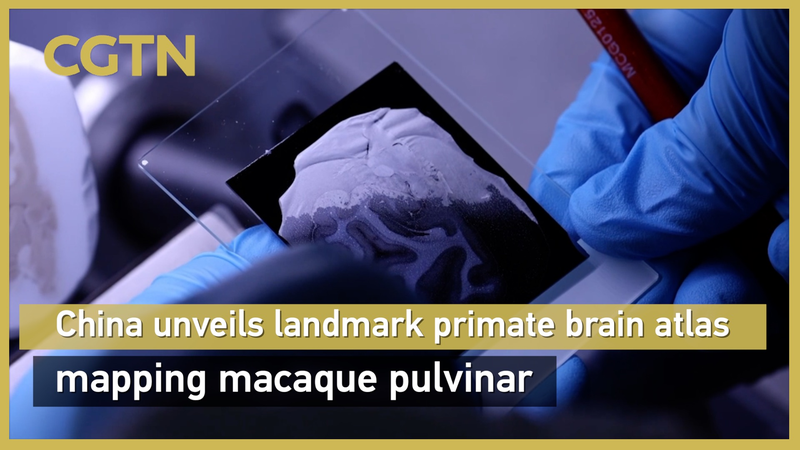 Nhóm do Trung Quốc dẫn đầu công bố Bản đồ não khỉ đột phá video poster