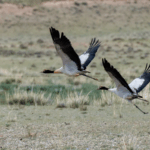 Cò cổ đen hồi sinh ở Công viên Động vật Hoang dã Xining