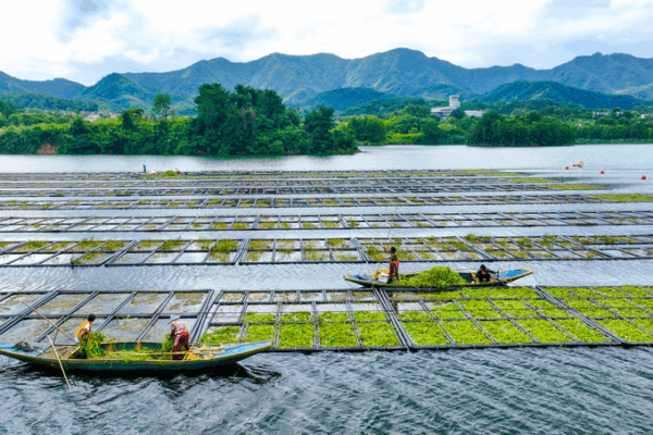 Trang Trại Nổi Duy Trì Sự Sạch Sẽ Của Hồ Qiandao Bằng Rau Muống Trang Trại Nổi Duy Trì Sự Sạch Sẽ Của Hồ Qiandao Bằng Rau Muống