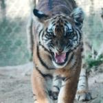 Căn cứ Tái Hoang Dã Lớn Nhất Trung Quốc Mở Cửa cho Hổ Nam Trung Quốc video poster