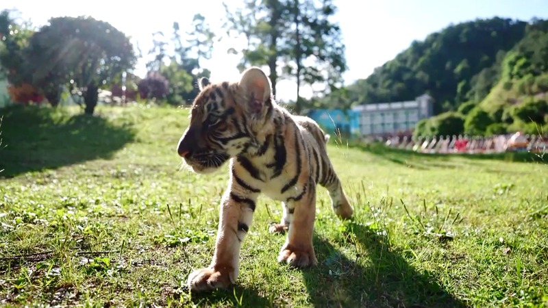 Hổ Nam Trung Quốc gầm vang trong điểm nhấn du lịch sinh thái video poster