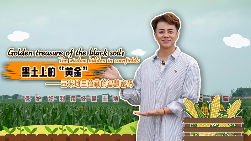 Đổi mới trên cánh đồng ngô: Công nghệ thông minh hồi sinh huyện nông thôn Lishu Đổi mới trên cánh đồng ngô: Công nghệ thông minh hồi sinh huyện nông thôn Lishu video poster