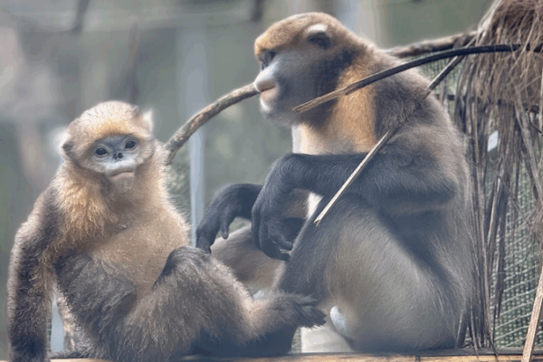 Các Biện Pháp Đa Tầng Bảo Vệ Khỉ Mũi Hếch Guizhou Các Biện Pháp Đa Tầng Bảo Vệ Khỉ Mũi Hếch Guizhou
