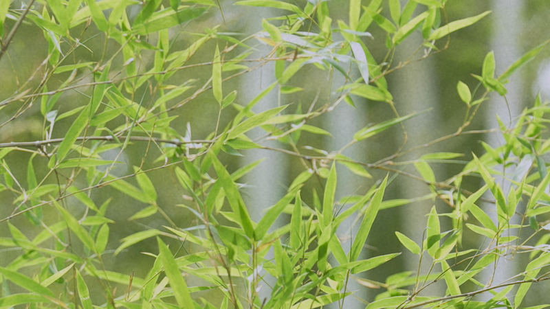 Cảm giác tre ở Anji: Thiên đường yên bình của thiên nhiên