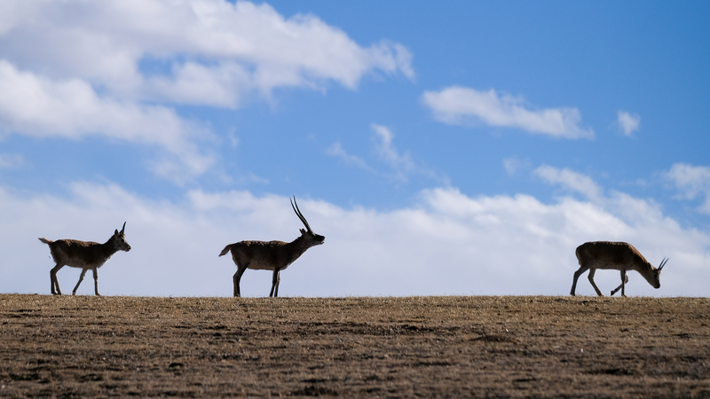 YFR6CDOJYN6KNRCWHD42 - Thế Giới Trong Tầm Tay Chuyến Đi Kỳ Thú ở Tây Tạng: Bảo Vệ Cao Nguyên