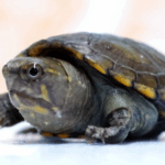 Chiến thắng nhỏ bé: Rùa nước ngọt nhỏ nhất thế giới nở tại sở thú Guadalajara