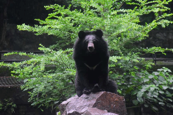 Ngày Quốc tế Gấu Mặt Trăng: Bảo vệ những loài gấu ngực lưỡi liềm của Châu Á