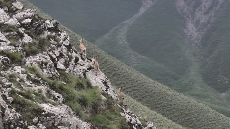 Dê Ibex Tân Cương Thể Hiện Kỹ Năng Leo Núi Đỉnh Cao ở Dãy núi Côn Luân Dê Ibex Tân Cương Thể Hiện Kỹ Năng Leo Núi Đỉnh Cao ở Dãy núi Côn Luân video poster