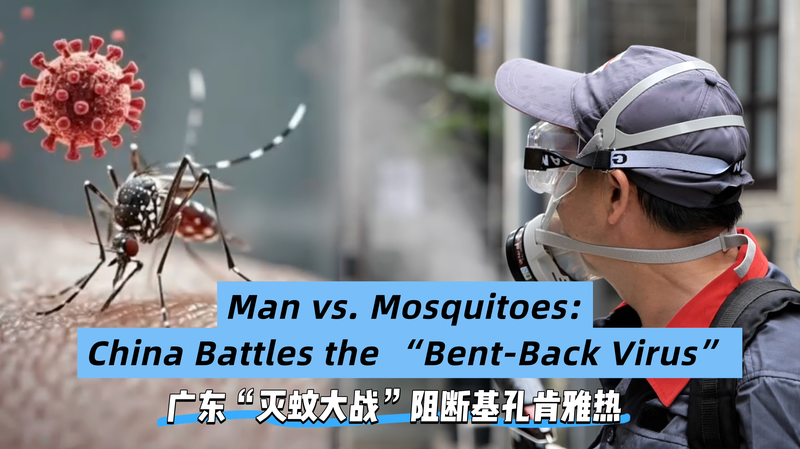 Quảng Đông chống lại ‘virus lưng cong’ bằng các biện pháp công nghệ cao Quảng Đông chống lại 'virus lưng cong' bằng các biện pháp công nghệ cao video poster