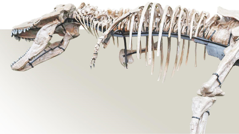 Hóa thạch ở Zhucheng tiết lộ loài Tyrannosaur sánh ngang với Sue, T. rex lớn nhất thế giới Hóa thạch ở Zhucheng tiết lộ loài Tyrannosaur sánh ngang với Sue, T. rex lớn nhất thế giới