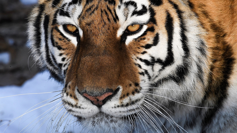 SCO củng cố đa dạng sinh học với sự hỗ trợ từ Trung Quốc đại lục