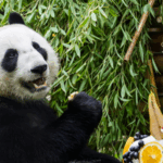 EC3S188YHACLSQMB123D - Thế Giới Trong Tầm Tay Katyusha, chú gấu trúc đầu tiên của Nga tròn 2 tuổi tại gala ở sở thú Moscow