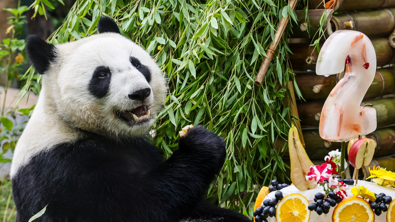 Katyusha, chú gấu trúc đầu tiên của Nga tròn 2 tuổi tại gala ở sở thú Moscow