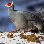 JB6UL2UM9Q0N0UOVAUTD - Thế Giới Trong Tầm Tay Động vật hoang dã hiếm của núi Qilian được tiết lộ trong tập bản đồ mới