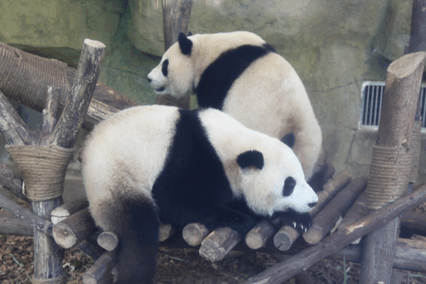 Cơ sở Gấu Trúc Thành Đô: Thiên đường phải đến cho những người yêu gấu trúc Cơ sở Gấu Trúc Thành Đô: Thiên đường phải đến cho những người yêu gấu trúc
