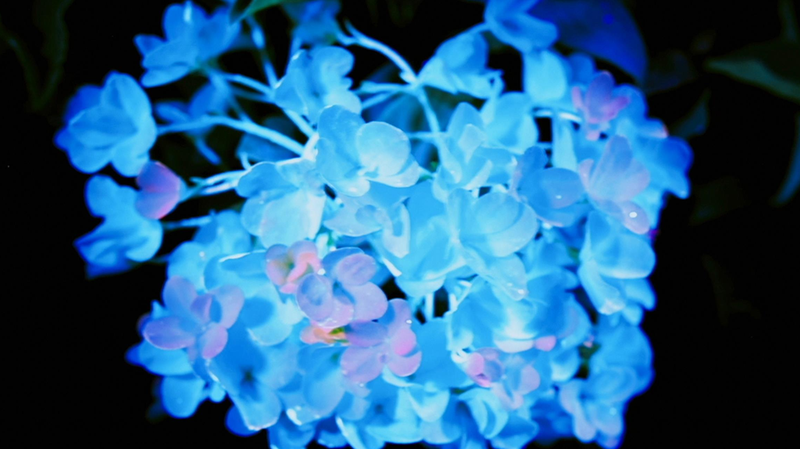 Trung Quốc Nở Hoa: Một Cái Nhìn Mới Về Văn Hóa Hoa