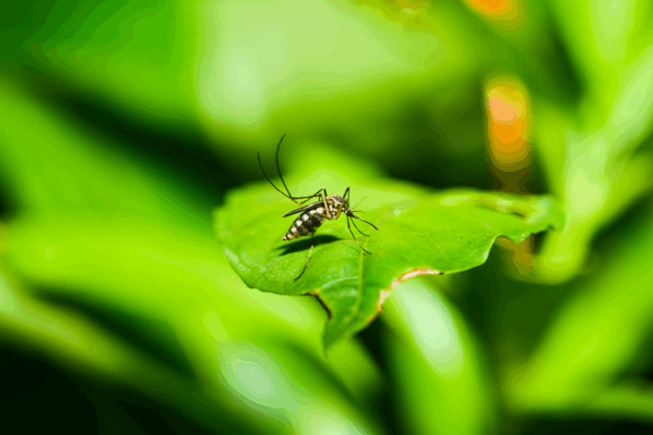 Bùng Phát Chikungunya Lan Tới 119 Quốc Gia, WHO Cảnh Báo Bùng Phát Chikungunya Lan Tới 119 Quốc Gia, WHO Cảnh Báo