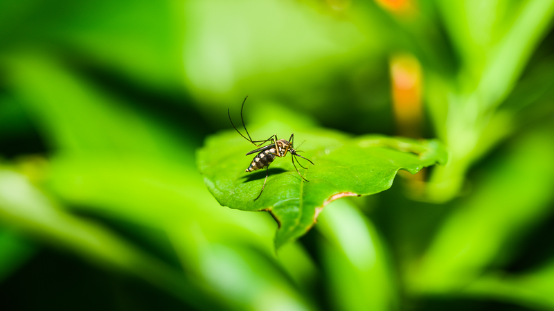 Bùng Phát Chikungunya Lan Tới 119 Quốc Gia, WHO Cảnh Báo