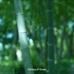 RAU0TP2IXAATMDLKKWJ0 - Thế Giới Trong Tầm Tay Bản Giao Hưởng Tre: Khám Phá Nhịp Điệu Tự Nhiên ở Anji video poster