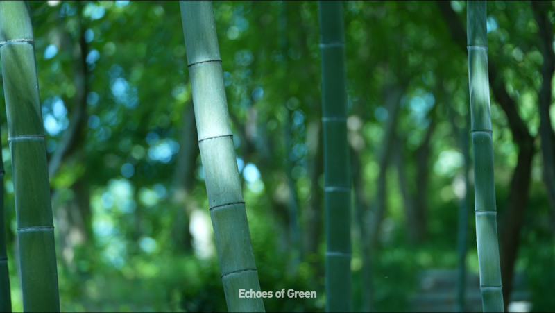 RAU0TP2IXAATMDLKKWJ0 - Thế Giới Trong Tầm Tay Bản Giao Hưởng Tre: Khám Phá Nhịp Điệu Tự Nhiên ở Anji video poster
