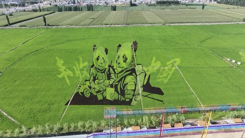 Nghệ Thuật Đồng Lúa Tại Tân Cương Làm Mê Hoặc Du Khách Nghệ Thuật Đồng Lúa Tại Tân Cương Làm Mê Hoặc Du Khách video poster
