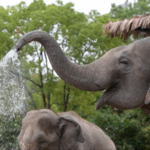 Sở thú Thượng Hải và Công viên Đại dương chống nóng với các mẹo làm mát động vật video poster