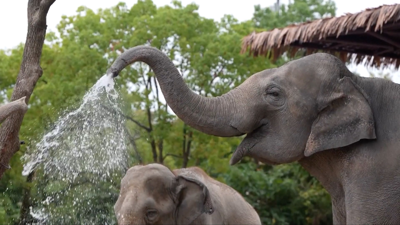 Sở thú Thượng Hải và Công viên Đại dương chống nóng với các mẹo làm mát động vật video poster