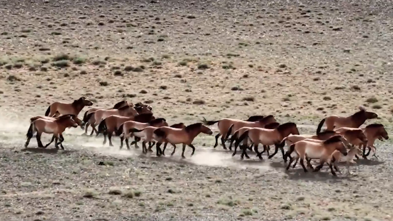 Ngựa Hoang Przewalski Đang Tăng: 900+ di chuyển trên đại lục Trung Quốc Ngựa Hoang Przewalski Đang Tăng: 900+ di chuyển trên đại lục Trung Quốc video poster