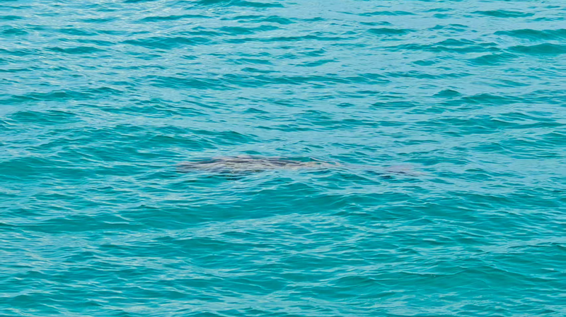 Dugongs Trở Lại Rạn Yongshu ở Quần Đảo Nam Sa Dugongs Trở Lại Rạn Yongshu ở Quần Đảo Nam Sa