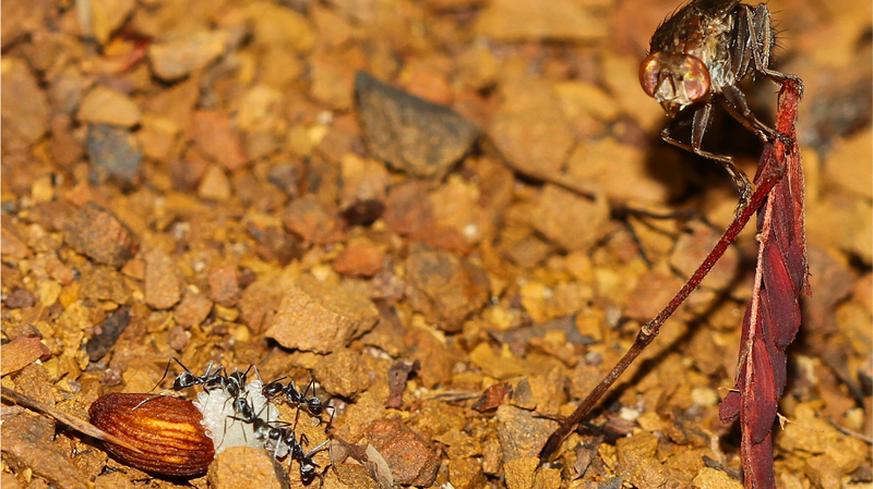 X29NZM4YK94631PWNEI2 - Thế Giới Trong Tầm Tay Kẻ Cắp Hạt Giống Vĩ Đại: Vai Trò của Ruồi trong Khoa Học Thực Vật