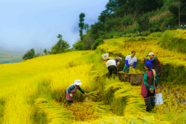 Những Lời Chúc Nồng Ấm của Tập Cận Bình Cho Lễ Hội Thu Hoạch của Nông Dân Những Lời Chúc Nồng Ấm của Tập Cận Bình Cho Lễ Hội Thu Hoạch của Nông Dân