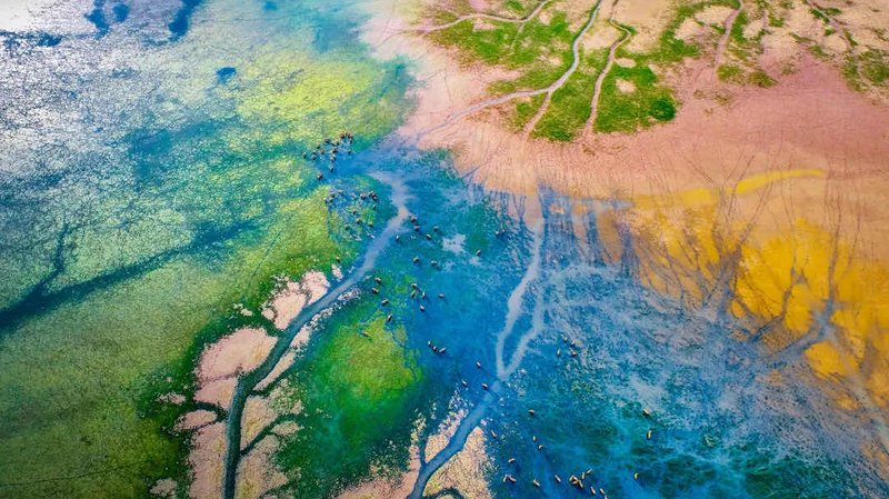 Báo Cáo Tình Trạng Hệ Sinh Thái Ven Biển Toàn Cầu Được Công Bố Tại WCF