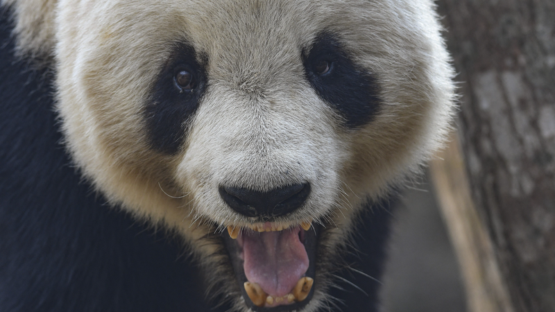 Làng Panda: Bảo tồn đang hoạt động tại dãy núi Qinling Làng Panda: Bảo tồn đang hoạt động tại dãy núi Qinling