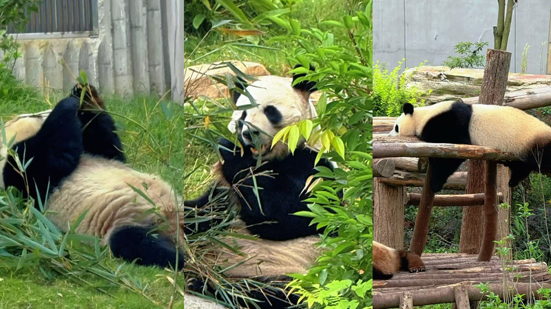 Những Điều Phải Xem Ở Thành Đô: Gấu Trúc Khổng Lồ Tại Cơ Sở Nghiên Cứu video poster