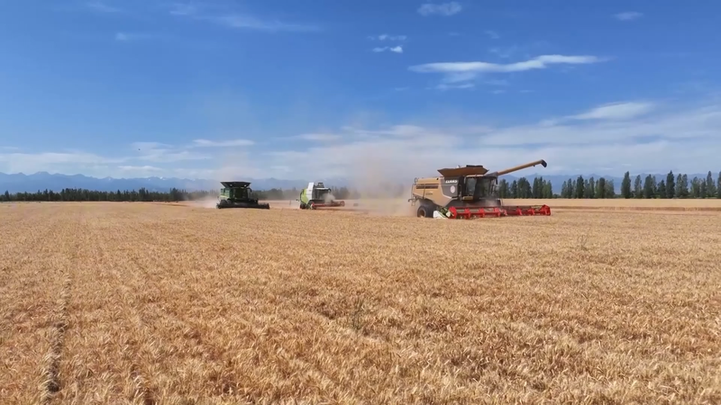 Làng Yaozhanzi ở Tân Cương thu hoạch thành công nhờ công nghệ cao trong canh tác lúa mì video poster