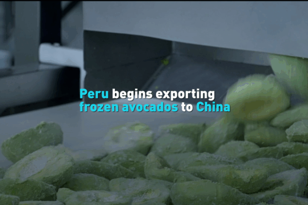 Peru lần đầu xuất khẩu bơ đông lạnh sang Trung Quốc đại lục Peru lần đầu xuất khẩu bơ đông lạnh sang Trung Quốc đại lục video poster