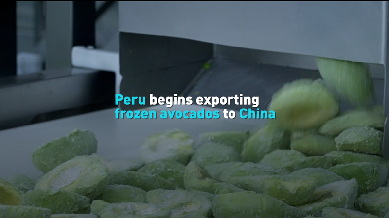 Peru lần đầu xuất khẩu bơ đông lạnh sang Trung Quốc đại lục video poster